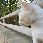 Suna