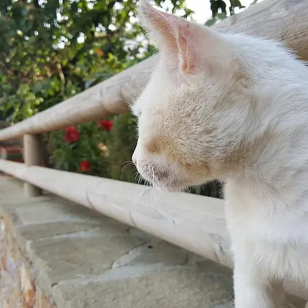 Suna